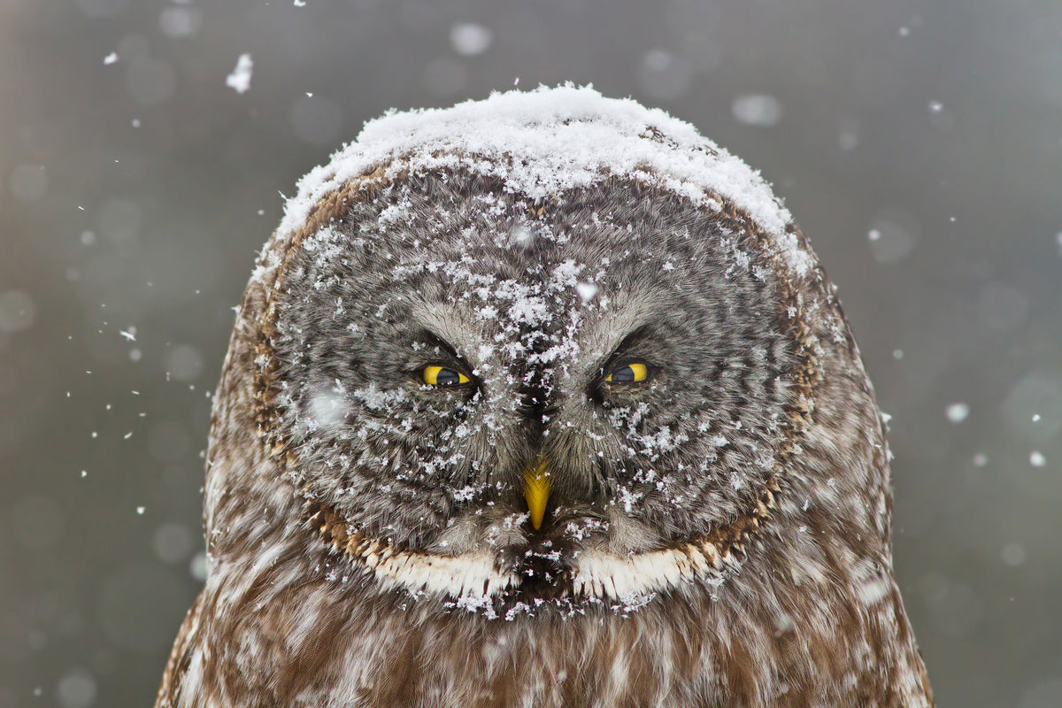 poster-print-great-grey-owl-winter-portrait