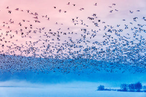 framedposter-print-flying-in-the-fogging-morning