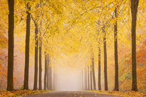 framedcanvas-print-autumn-road-x