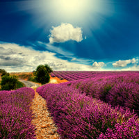 9-piece-acrylic-print-the-lavender-valley