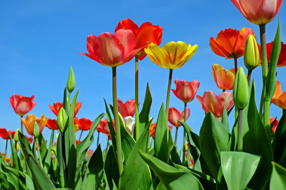 framedcanvas-print-wild-tulips