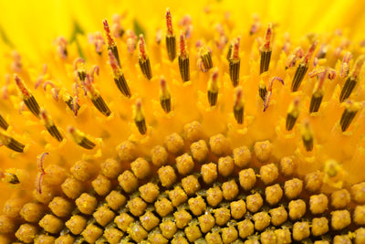poster-print-the-buds-of-the-sunflower-in-xxl