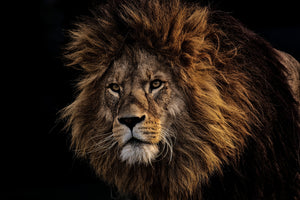 canvas-print-portrait-of-a-lion
