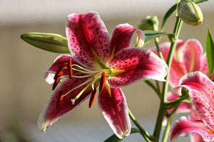 canvas-print-close-up-lily-in-red
