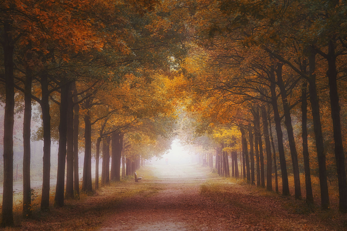 aluminium-print-foggy-autumn-dream-x