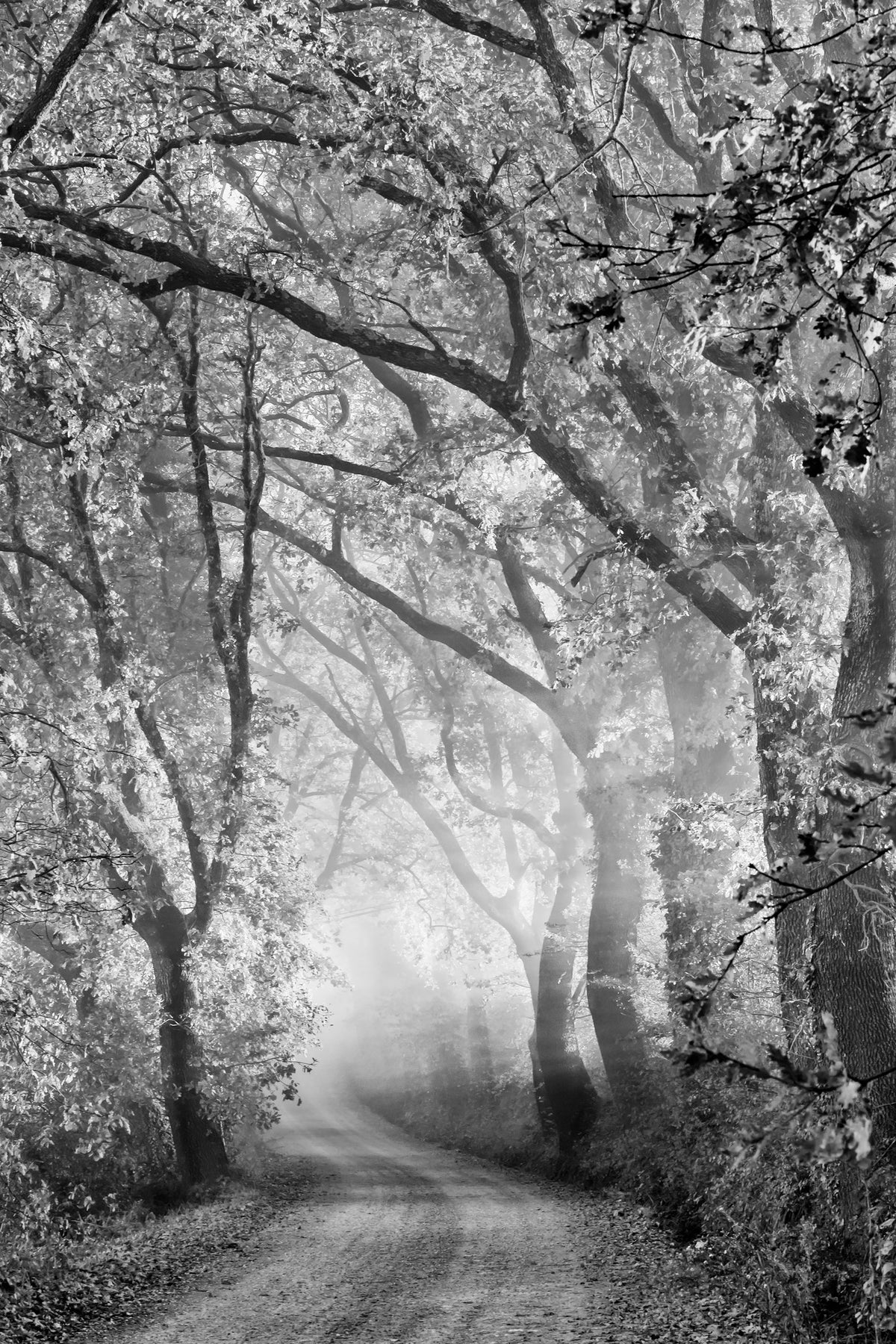 aluminium-print-tuscan-dream-alley