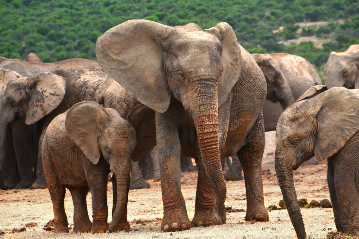 3-piece-acrylic-print-elephant-herd-in-africa