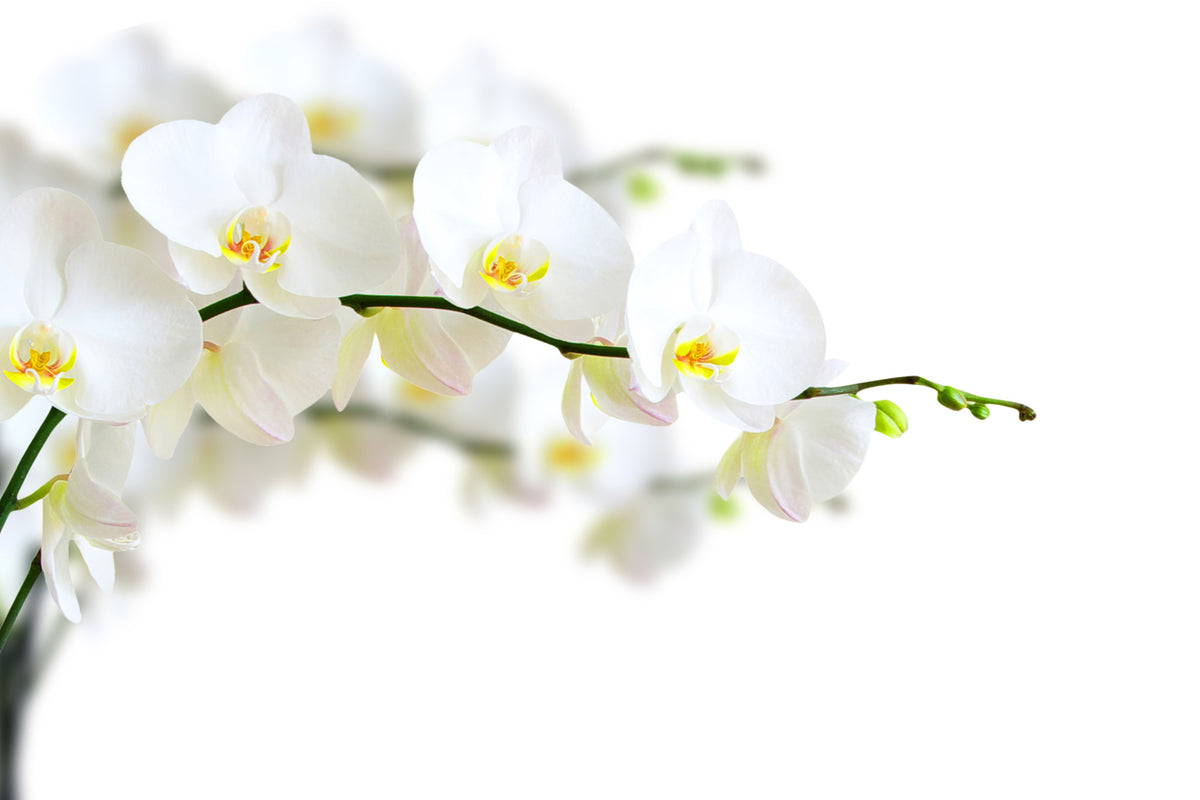 acrylic-print-white-orchids