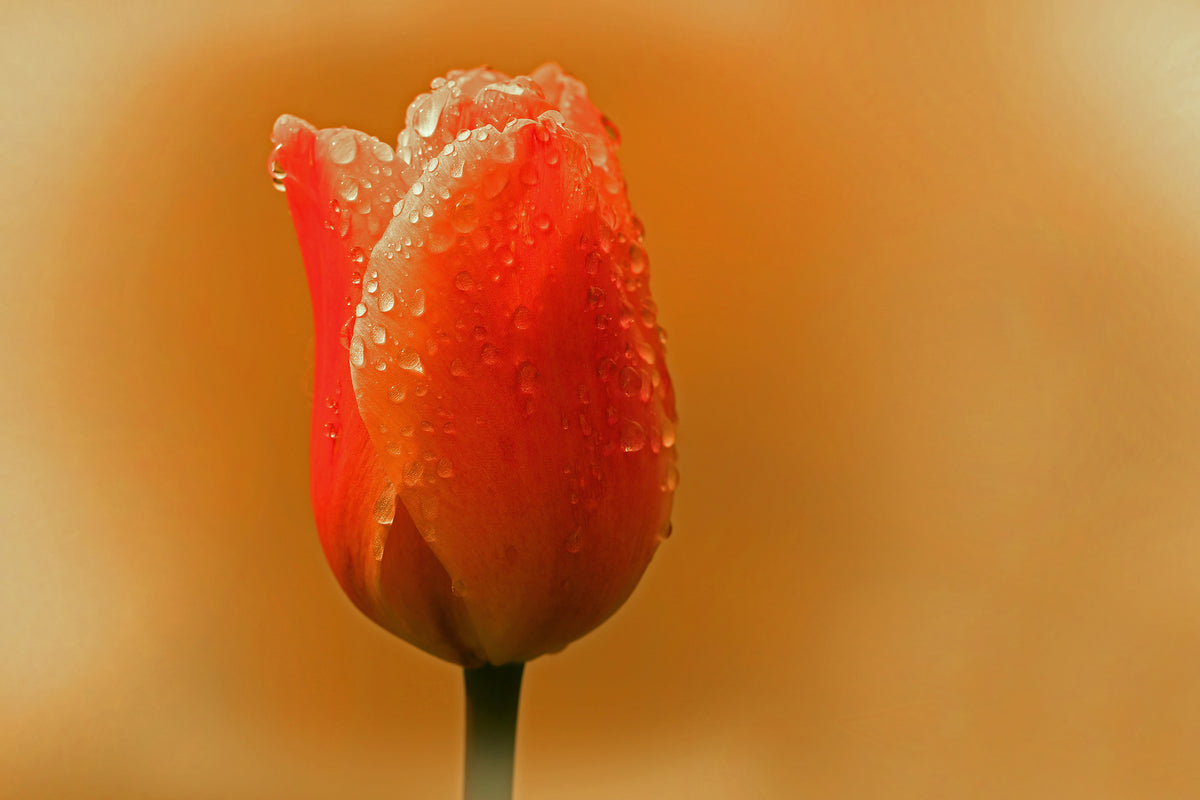 framedposter-print-a-tulip-in-the-morning-dew