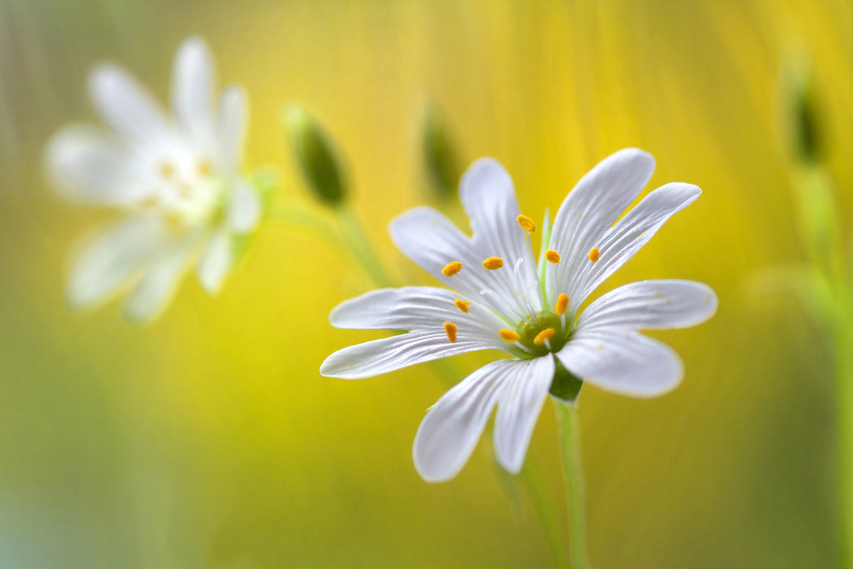 modern-3-piece-aluminium-print-stitchwort-ii