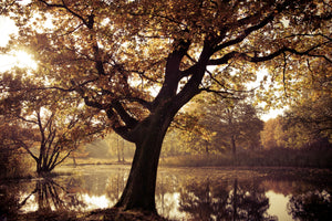 canvas-print-landscape-park