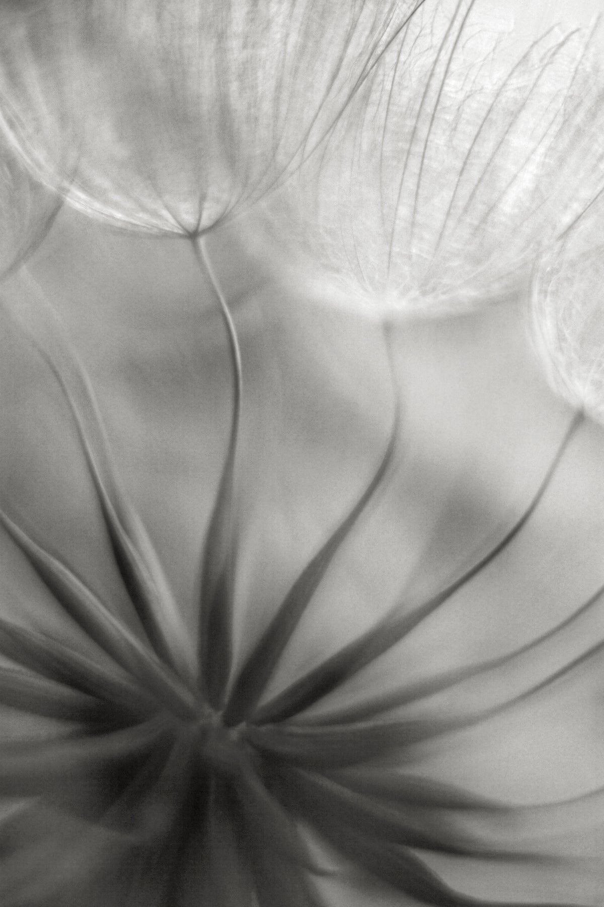 canvas-print-into-the-heart-x