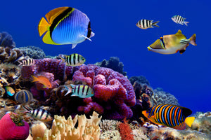canvas-print-world-of-fish