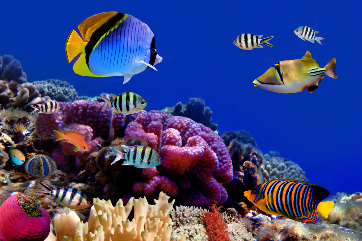 canvas-print-world-of-fish
