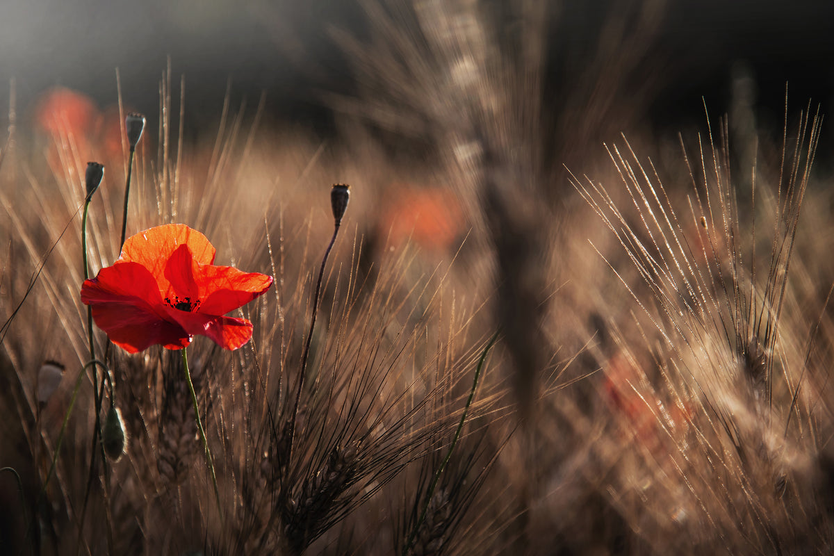framedcanvas-print-poppy-with-corn-x