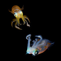 4-piece-acrylic-print-sea-jewels