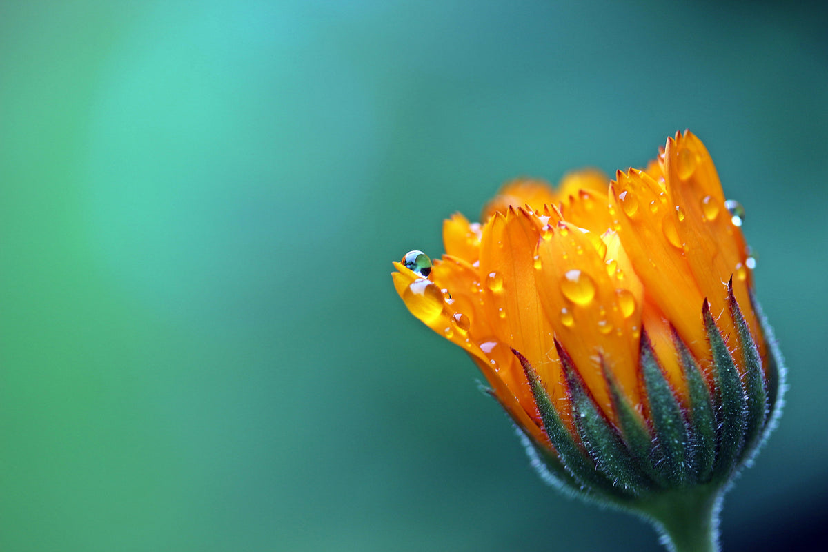 framedposter-print-marigold-in-morning-dew