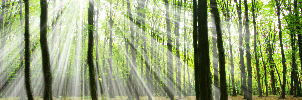 panoramic-poster-print-magic-light-in-the-trees-panorama