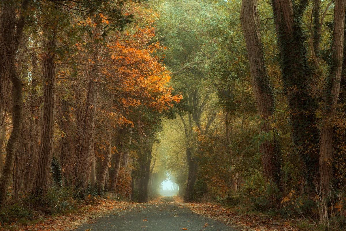 framedposter-print-country-road-x