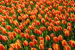 poster-print-tulip-field-in-orange