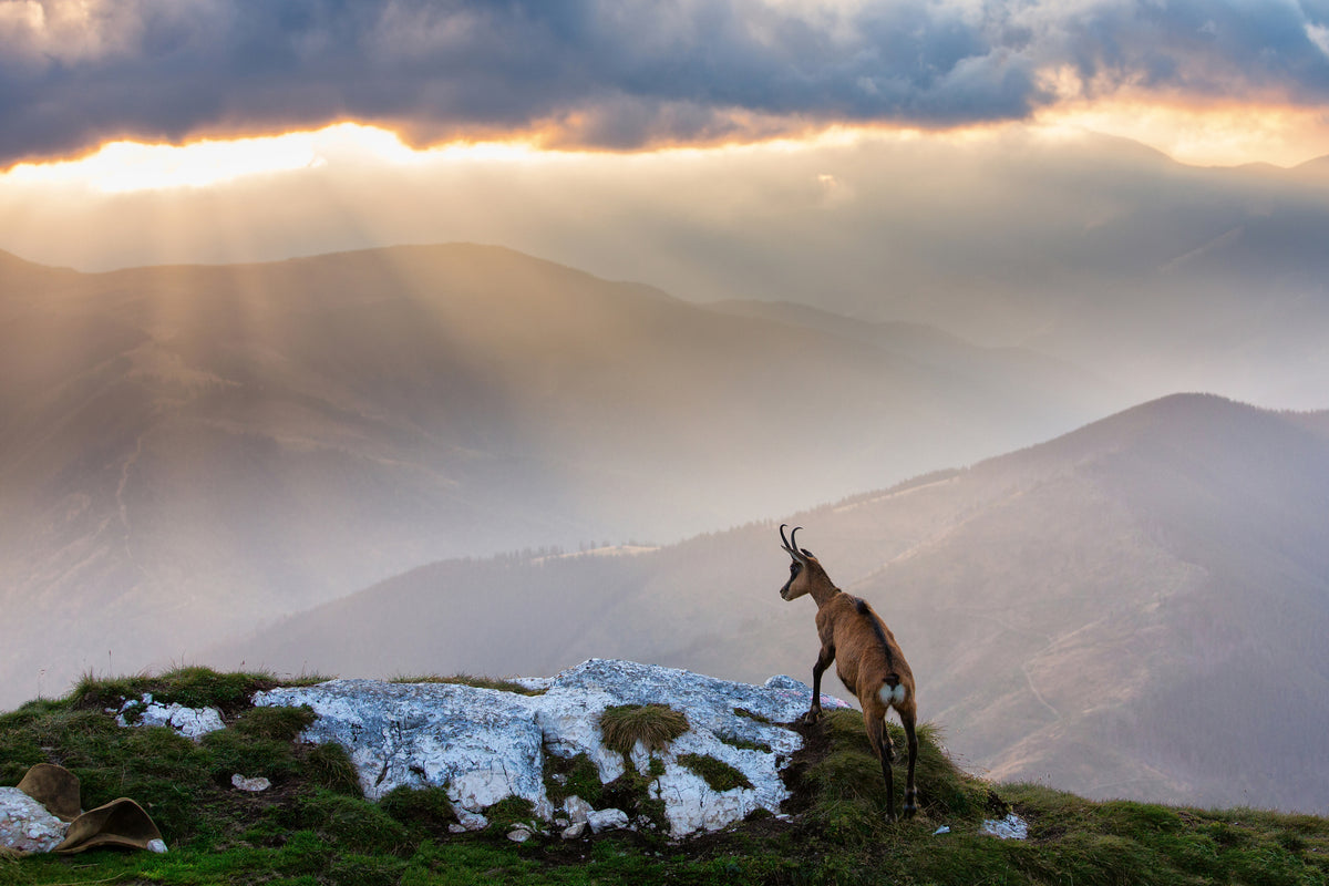 framedcanvas-print-chamois-in-piatra-craiului-romania
