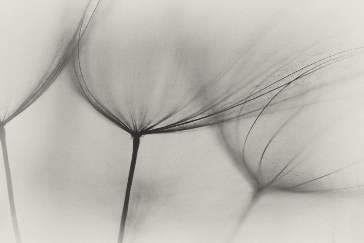 3-piece-acrylic-print-tragopogon