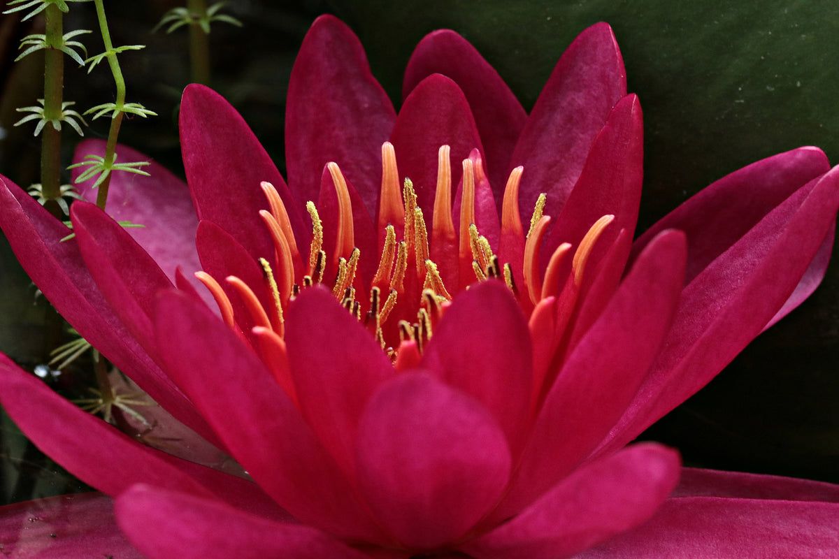 acrylic-print-wonderful-water-lily