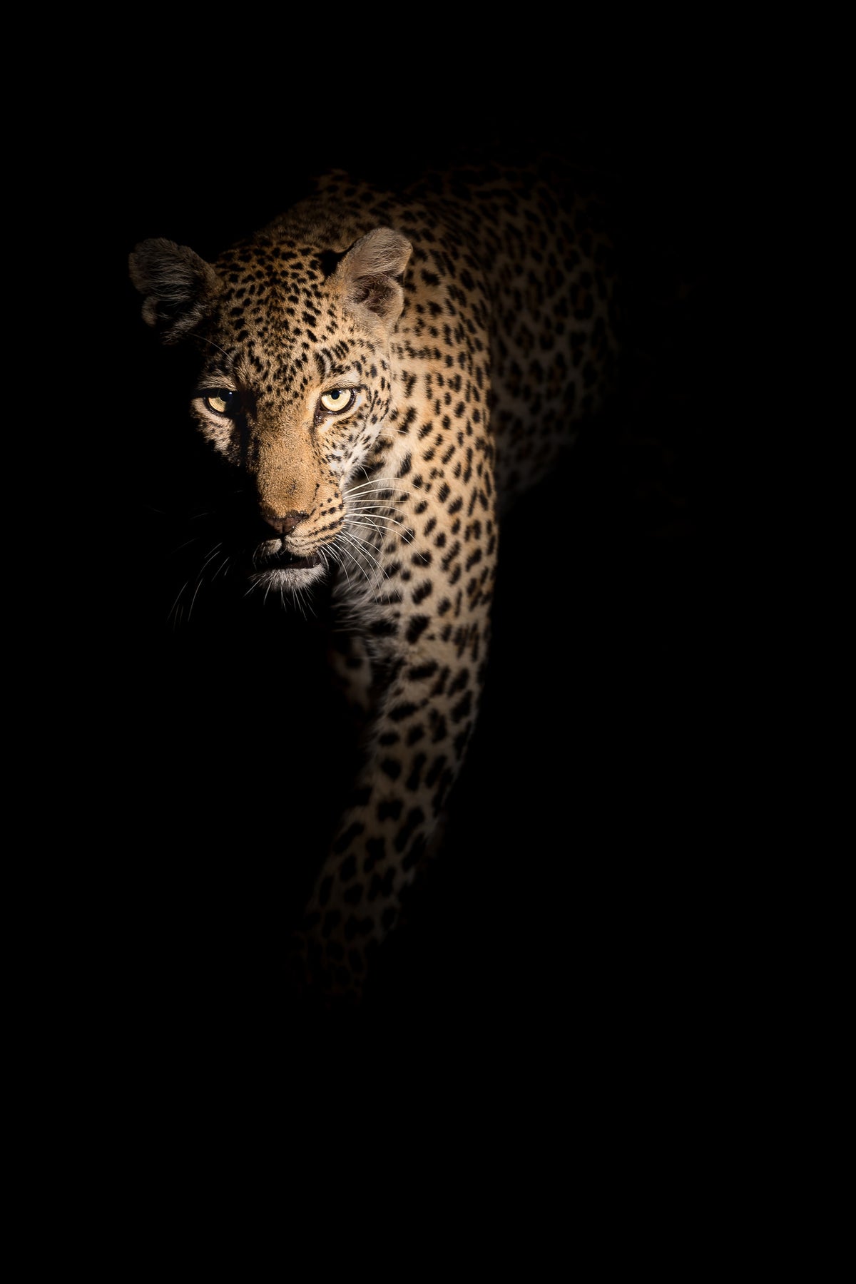 acrylic-print-out-of-the-darkness-x