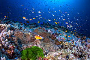 aluminium-print-anemon-and-anthias-x