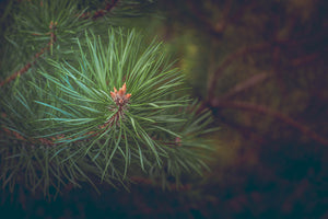 modern-3-piece-canvas-print-pine-tree-close-up
