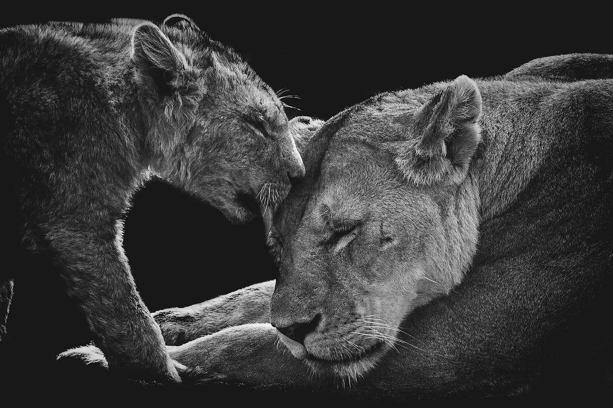 framedposter-print-lion-family-x