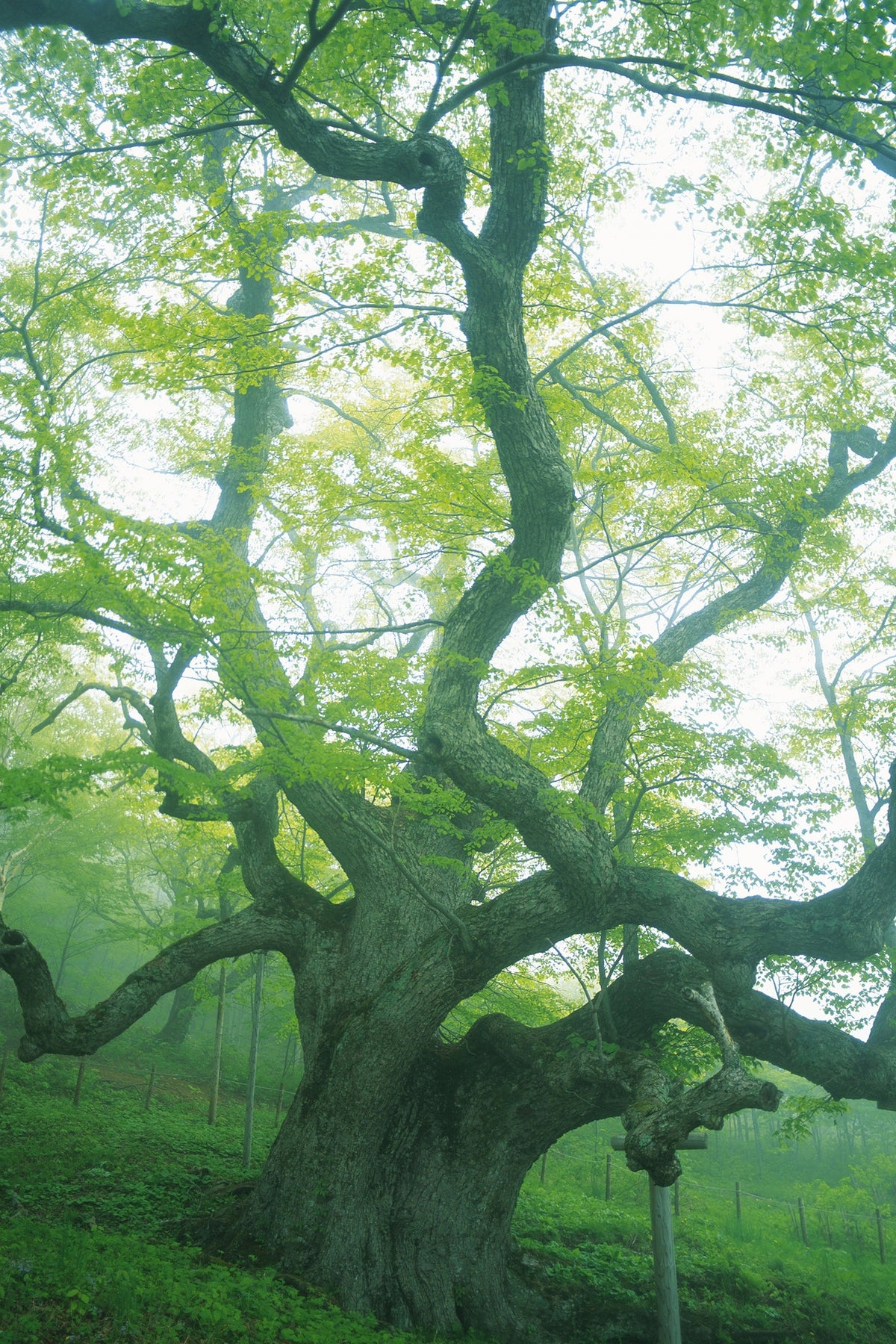 framedcanvas-print-the-old-tree