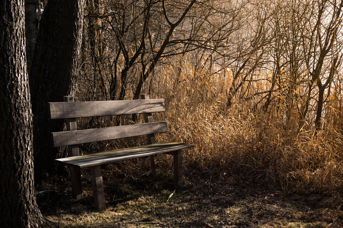 framedposter-print-wooden-bench-in-the-forest