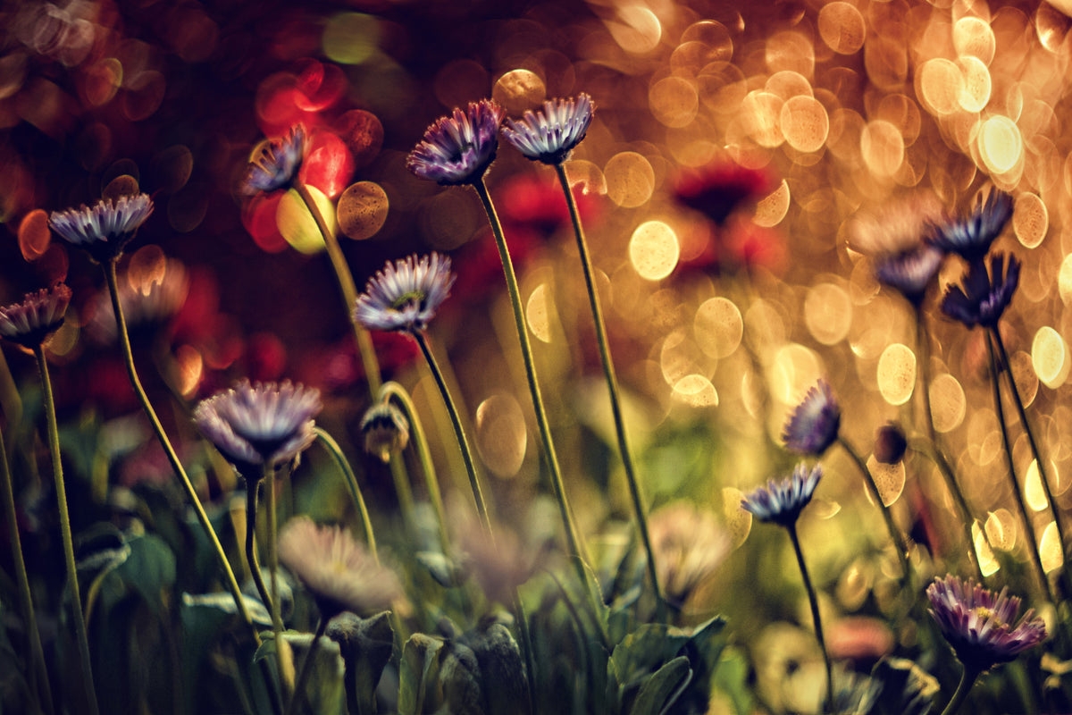 3-piece-acrylic-print-summer-flowers