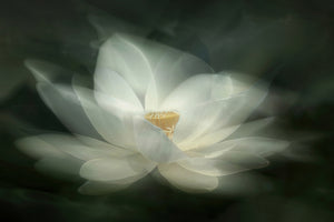 framedcanvas-print-swaying-x