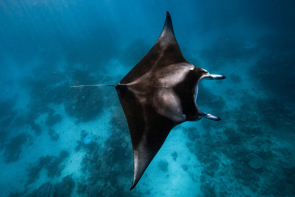 framedposter-print-manta-fly