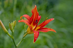 3-piece-acrylic-print-lily-blossom-in-the-nature
