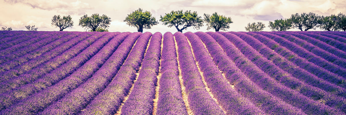 panoramic-acrylic-print-the-lavender-field-ii-panorama
