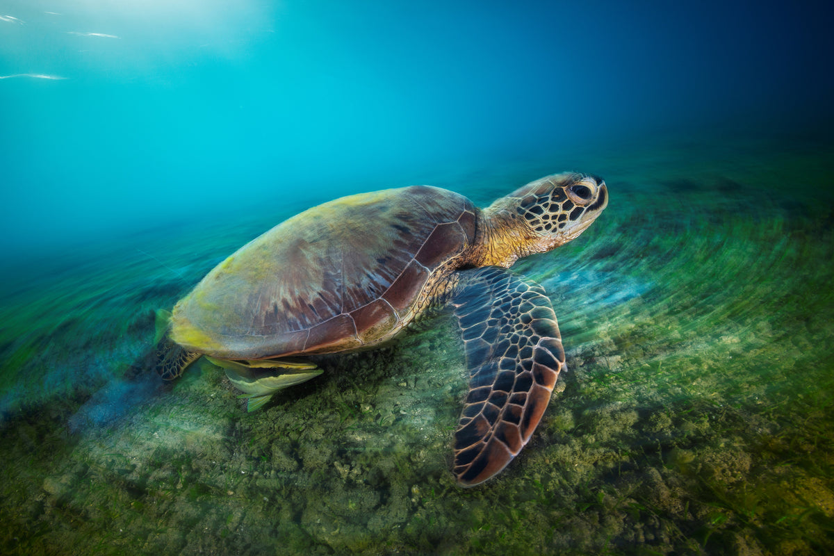 framedposter-print-green-turtle