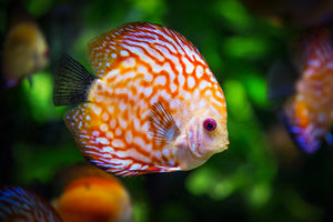 acrylic-print-the-discus-fish