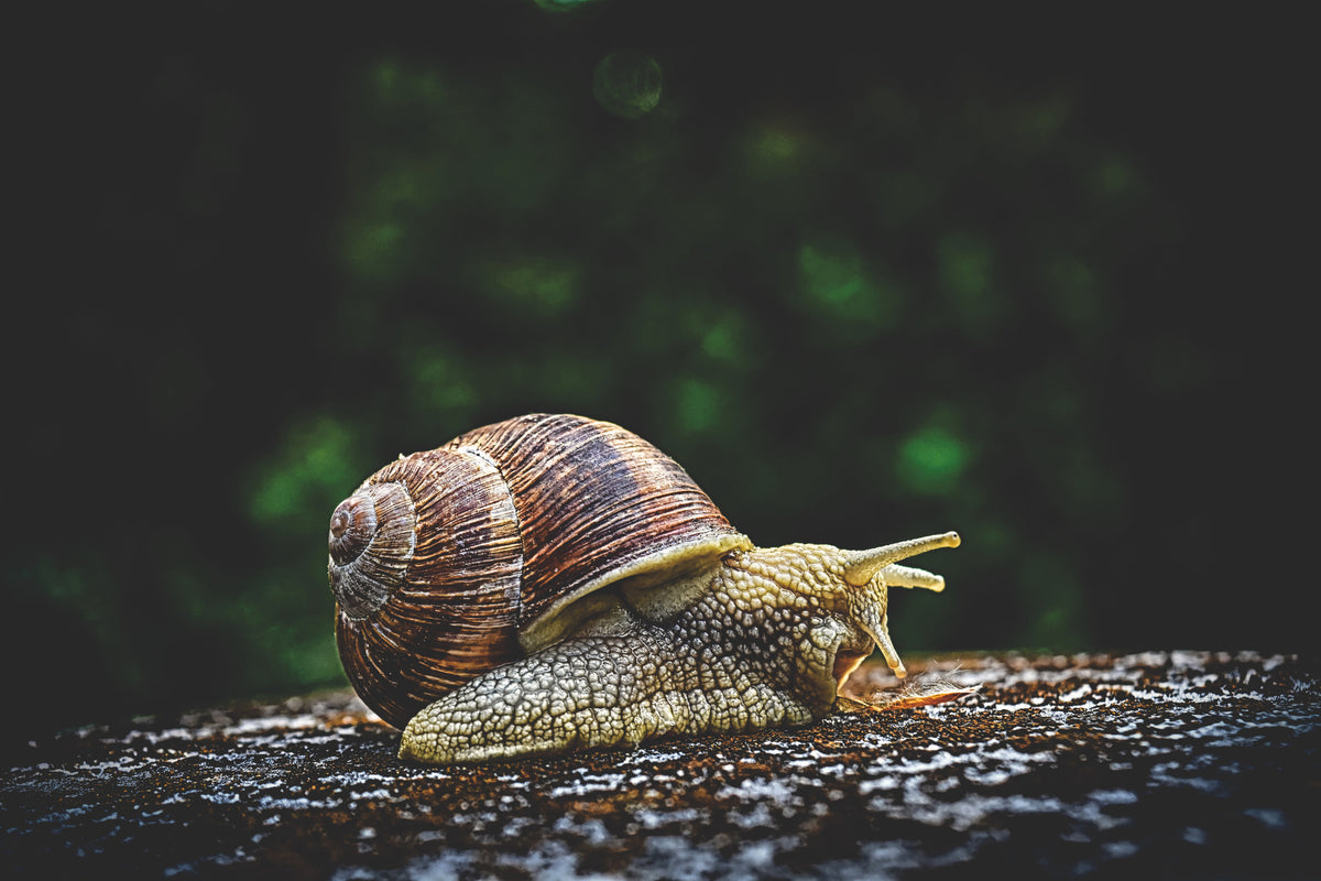 3-piece-acrylic-print-snail-xxl