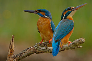 aluminium-print-kingfisher