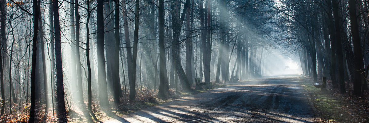 panoramic-poster-print-forest-in-the-light-beam-panorama