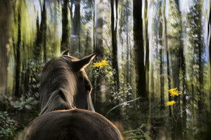 framedposter-print-sound-are-forest