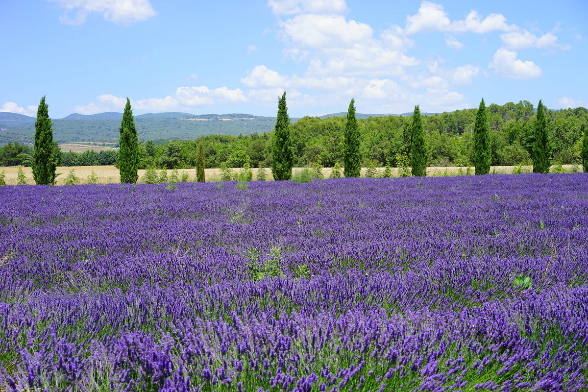 poster-print-magnificent-lavender-field