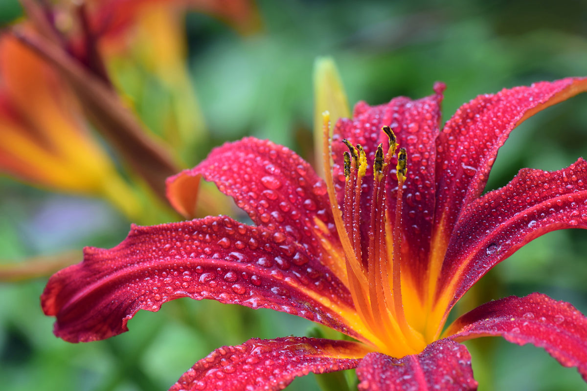 3-piece-canvas-print-lily-flower-in-pink-xl