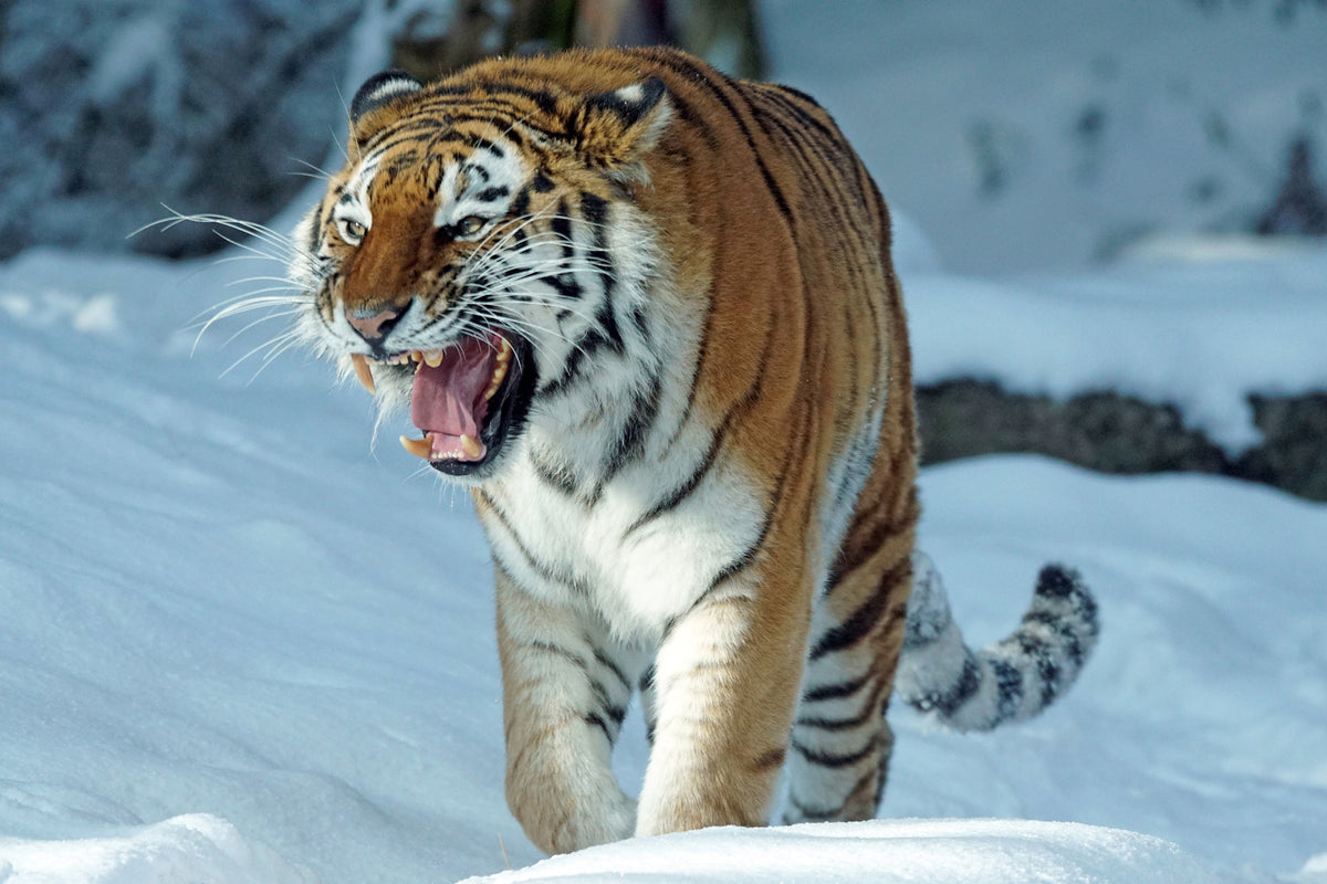 3-piece-canvas-print-tiger-in-the-snow