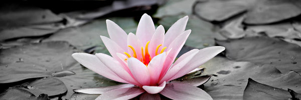 panoramic-3-piece-acrylic-print-the-art-of-water-lily-panorama