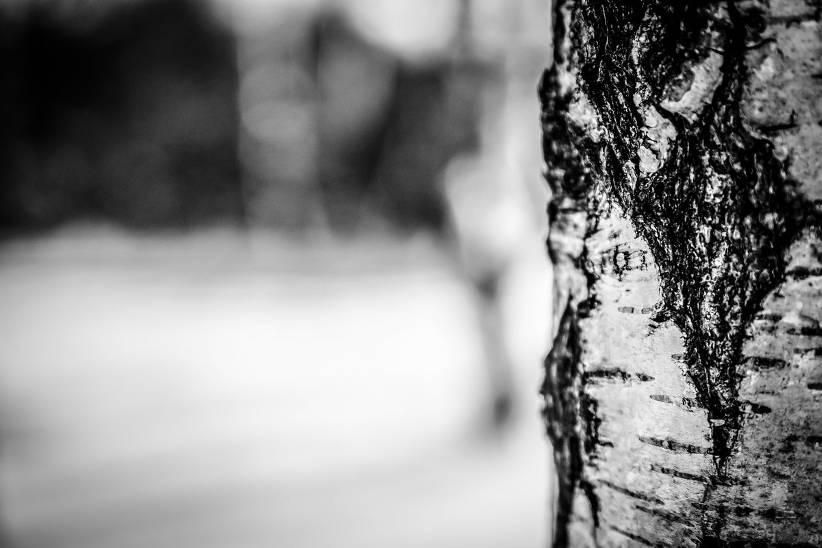 framedcanvas-print-birch-trunk