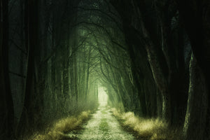 modern-3-piece-canvas-print-mysterious-forest-iii